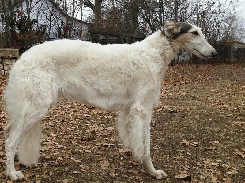Гончая пегая борзая. Гончая псовая борзая. Гончая псовая борзая. Борзая стоящая, 90 см. Авито борзые собаки.