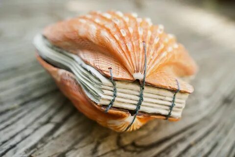 Книга ракушек