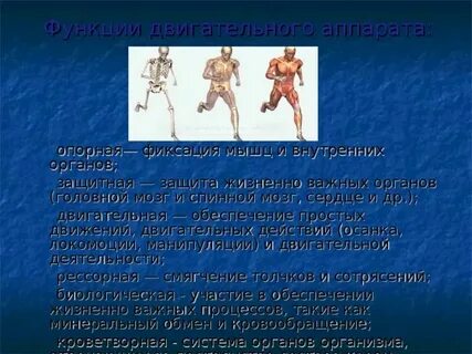 Роль опорно двигательного аппарата в физических упражнениях