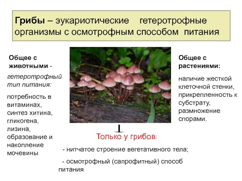 Растения эукариотические организмы. Осмотрофное питание у грибов. Грибы гетеротрофные организмы. Осмотрофный Тип питания у грибов. Способы гетеротрофного питания грибов.