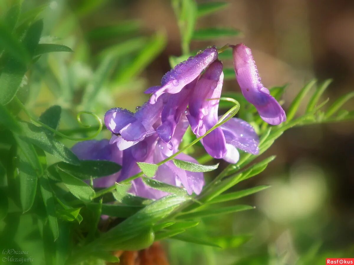 Горошек мышиный (Vicia cracca). Горошек мышиный (Vícia crácca). Мышиный горошек Луговой. Горошек мышиный (Vicia cracсa).