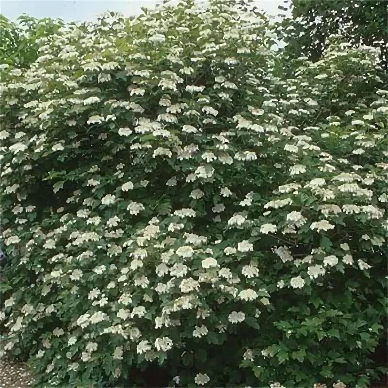 Pin by GUILLAUME LABORDE // PAYSAGIST on ✿ // PLANTES ARBUSTES // Viburnum opulu