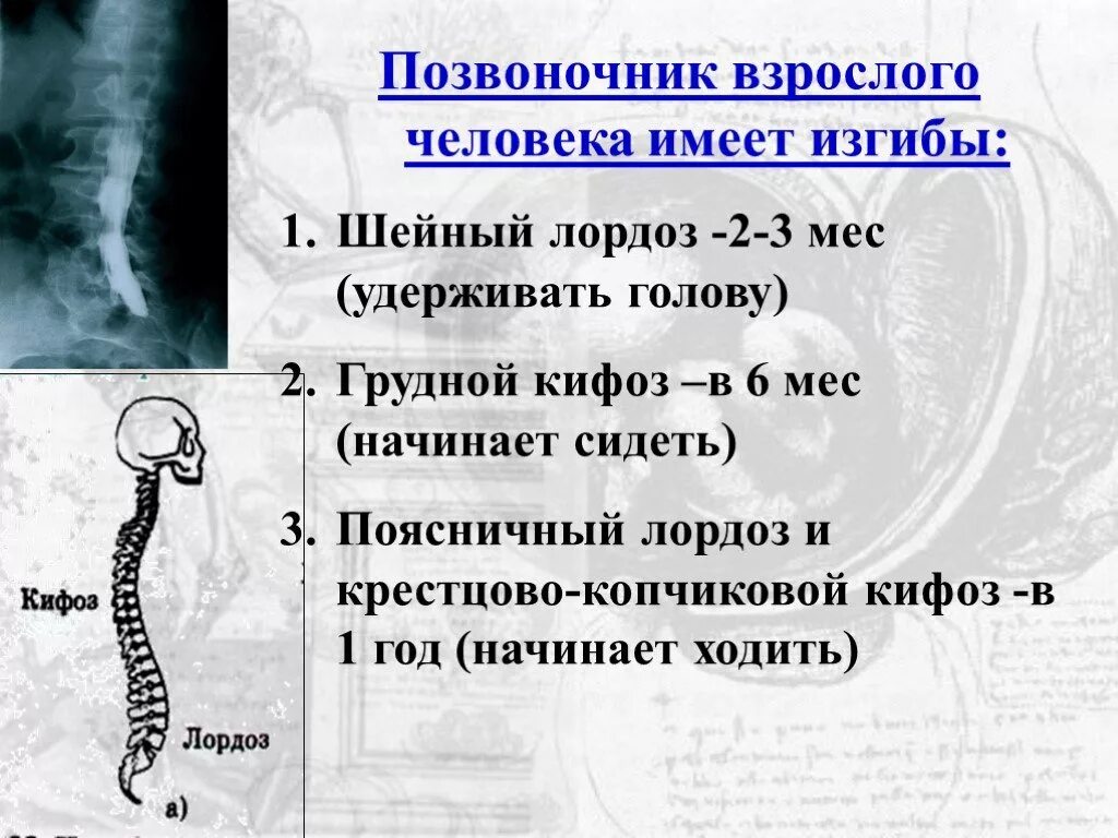 Изгиб позвоночника 5. Позвоночник взрослого человека имеет изгибы. Шейный лордоз. Лордоз это изгиб позвоночника. Образование изгибов позвоночника.