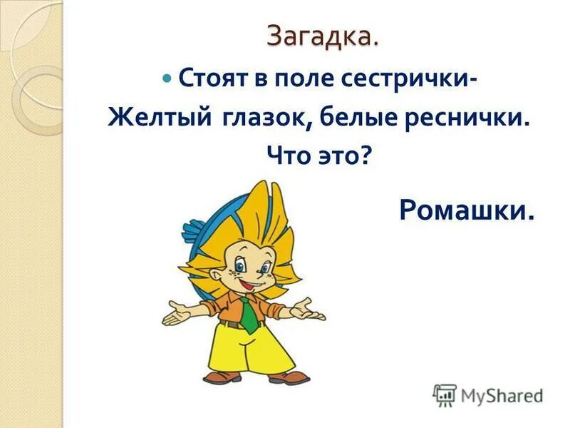 Загадка стоят в лугах сестрички золотой. Стоят в поле сестрички желтый глазок белые реснички. Отгадай загадку стоят в поле сестрички желтый глазок белые реснички. Загадка про сестричку. Стоят в поле сестрички желтый.