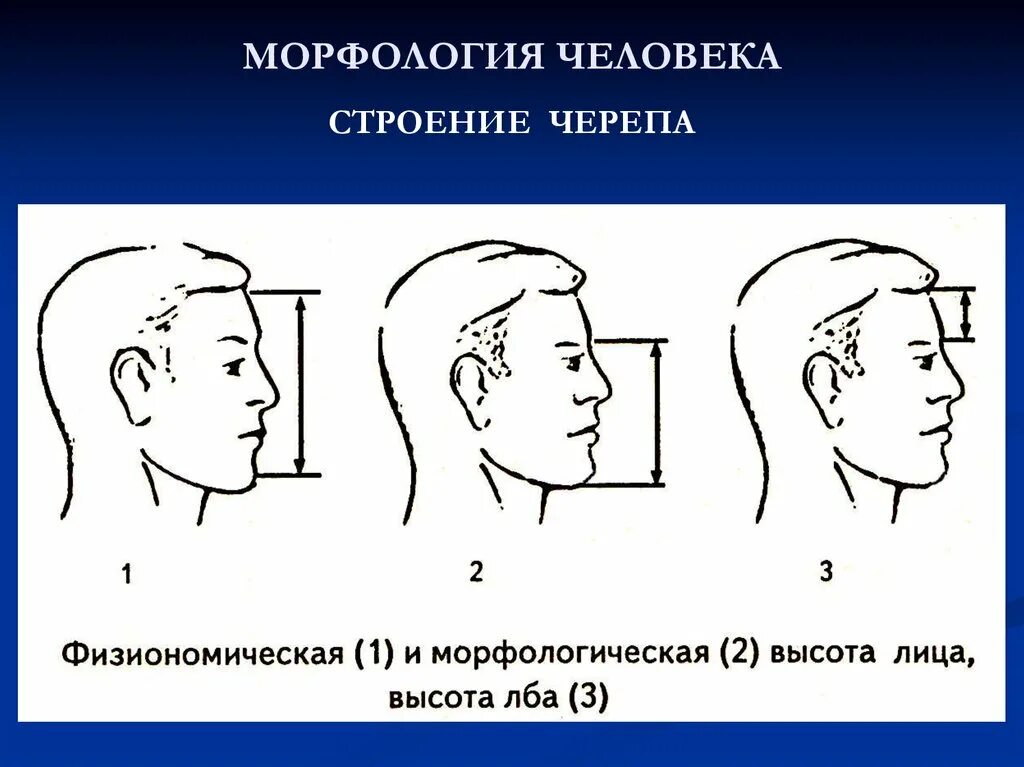 Положение затылка. Морфология человека. Морфология тела человека. Морфология черепа. Частная морфология человека.