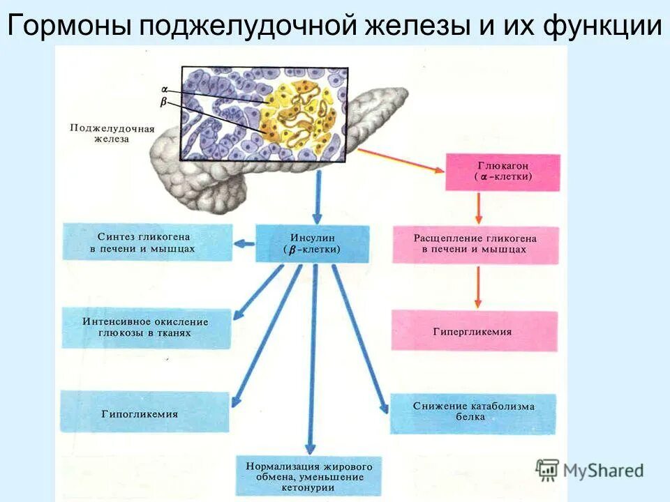 Инсулин и гипофиз. Гормоны островкового аппарата поджелудочной железы их функции. Назовите гормоны поджелудочной железы и их функции. Эндокринная функция поджелудочной железы схема. Гормоны поджелудочной железы биохимия таблица.