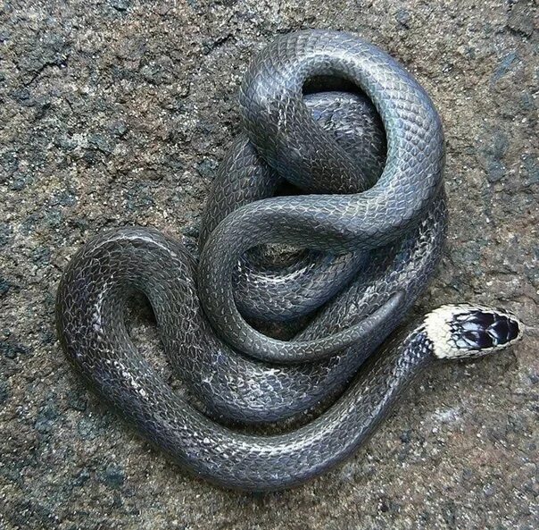 Gray Banded Kingsnakes