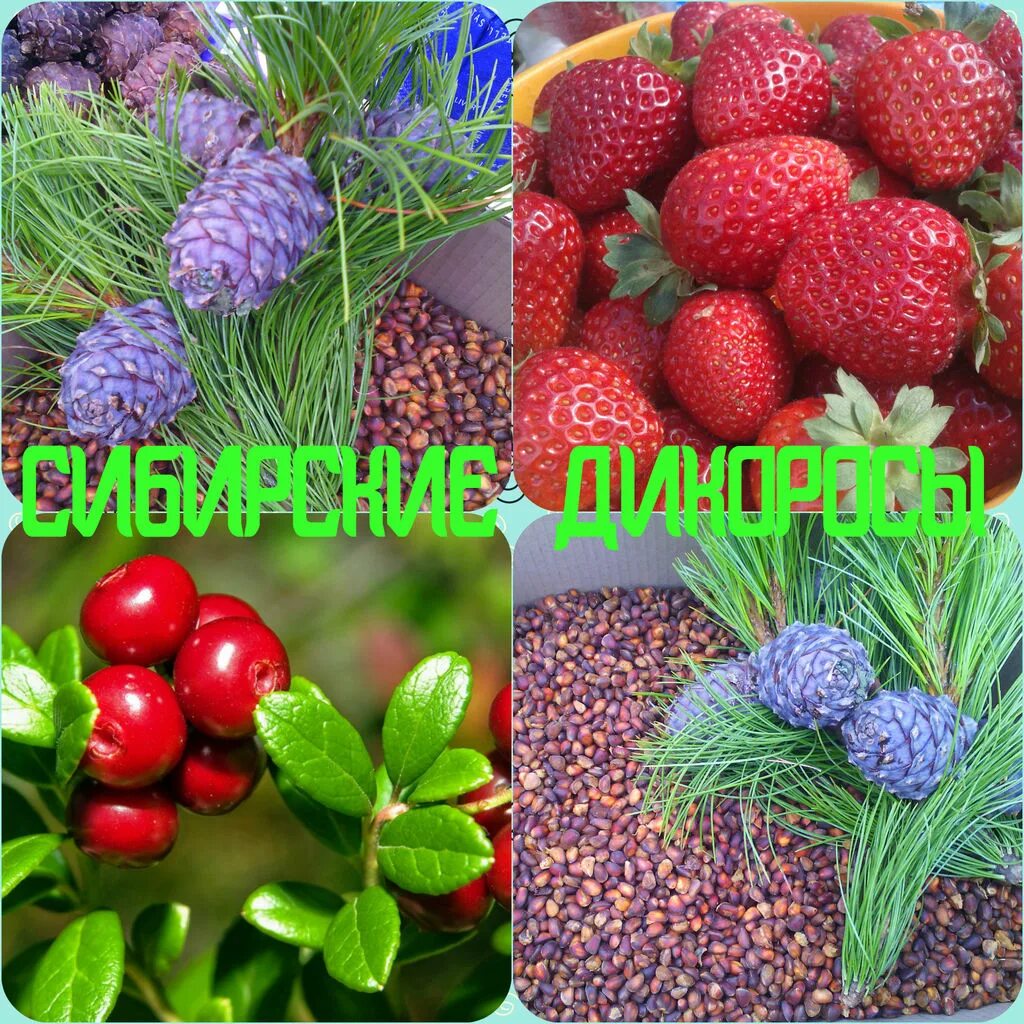 Заготовительная сельскохозяйственная продукция. Дикоросы деев. Дикоросы что это такое простыми словами. Дикоросы что это такое простыми словами. Черника в лесу.