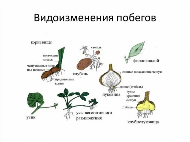 Что из перечисленного относится к вегетативным органам. Корневище клубень луковица видоизмененные побеги. Видоизменённые надземные побеги. Примеры видоизмененных побегов. Видоизменения побегов надземные и подземные.