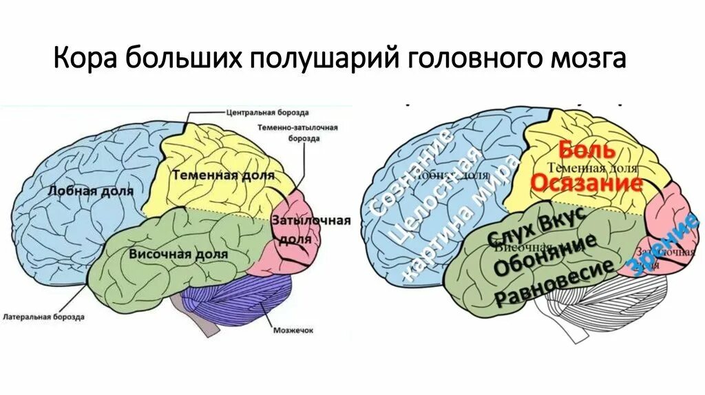 Строение головного мозга доли коры. Доли и зоны коры больших полушарий головного мозга. Доли коры полушарий головного мозга. Какие функции выполняет полушарие большого мозга