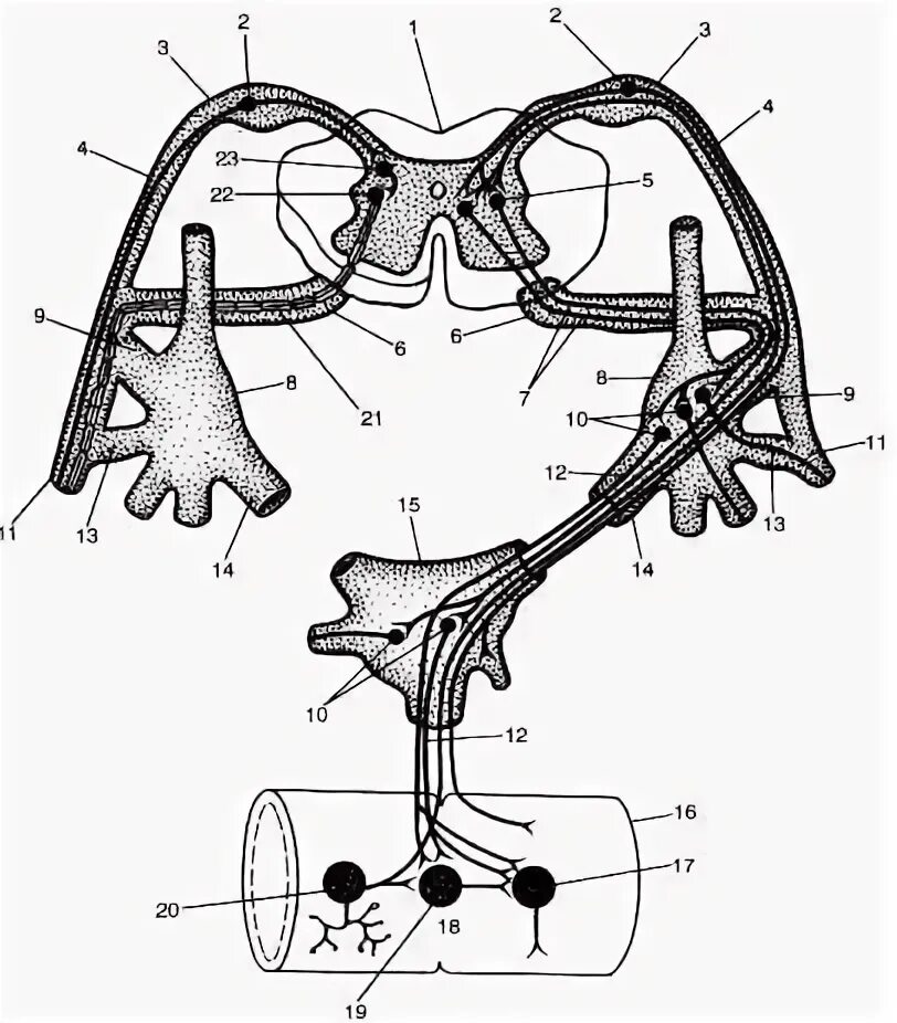 Двигательный вегетативный нейрон. Вегетативная рефлекторная дуга парасимпатической системы. Рефлекторная дуга ВНС. Принципиальная схема дуги вегетативного рефлекса. Вегетативная рефлекторная дуга схема.