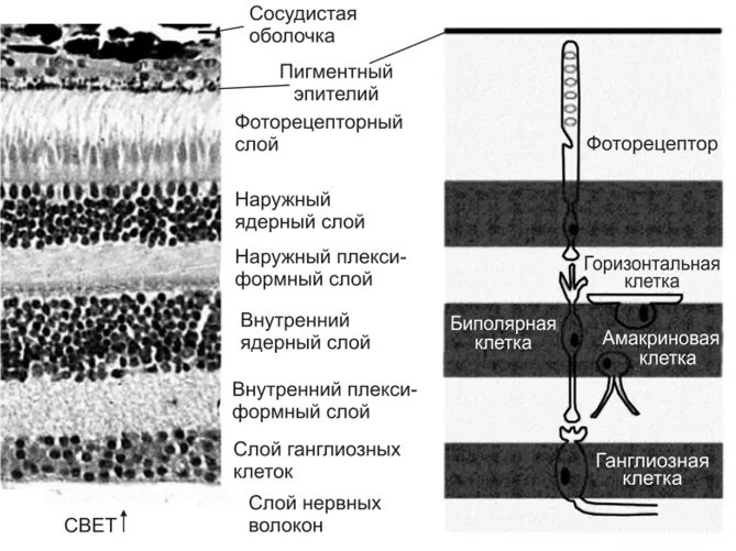 Слои сетчатки глаза гистология. Гистологическое строение сетчатки. Послойное строение сетчатки. Строение сетчатки глаза гистология.
