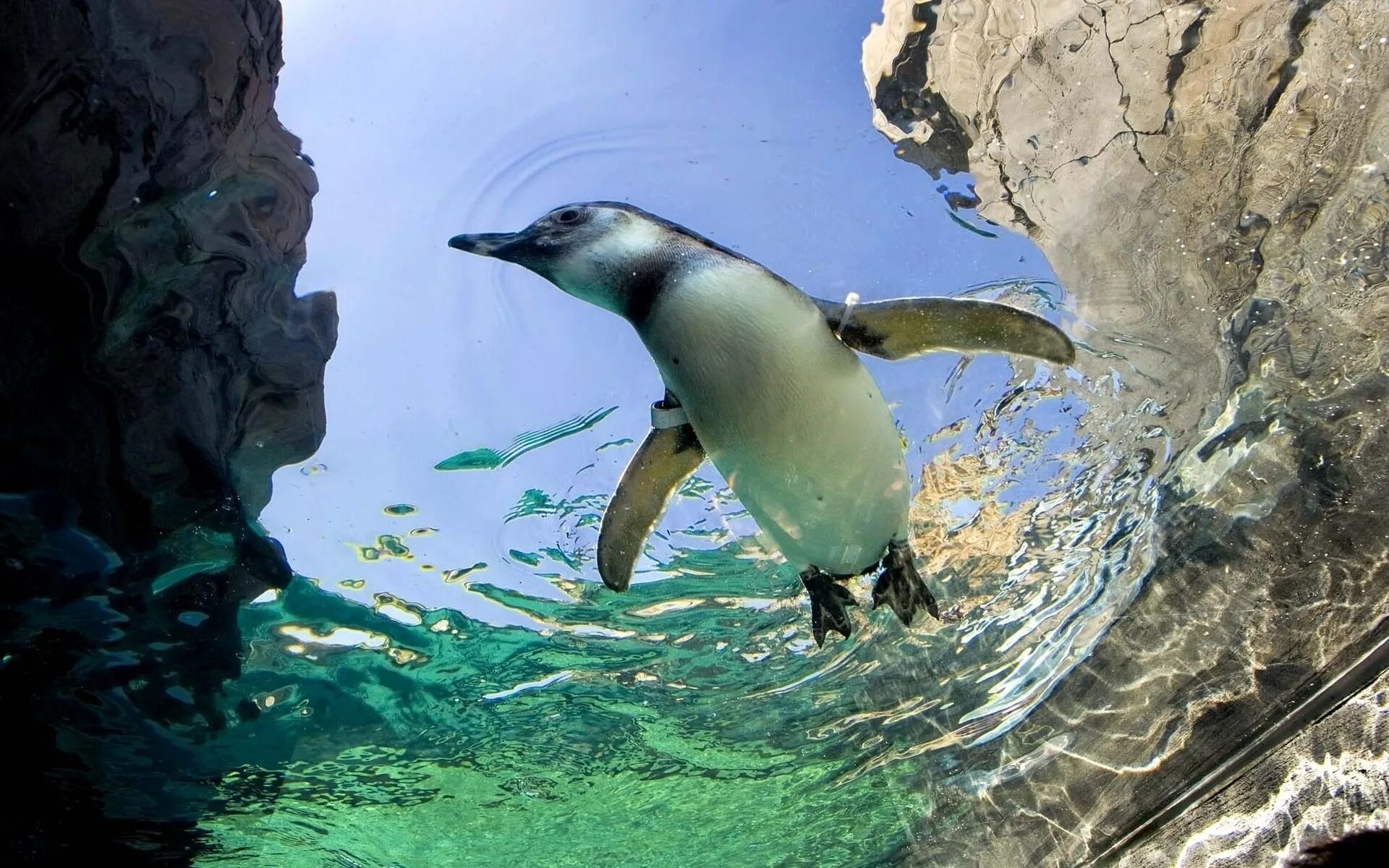 Дельфир. Императорский Пингвин ныряет. Пингвин в воде. Пингвины под водой. Vodnyye jivotnyye.