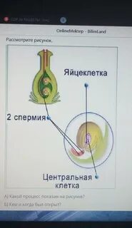 Два спермия центральная клетка
