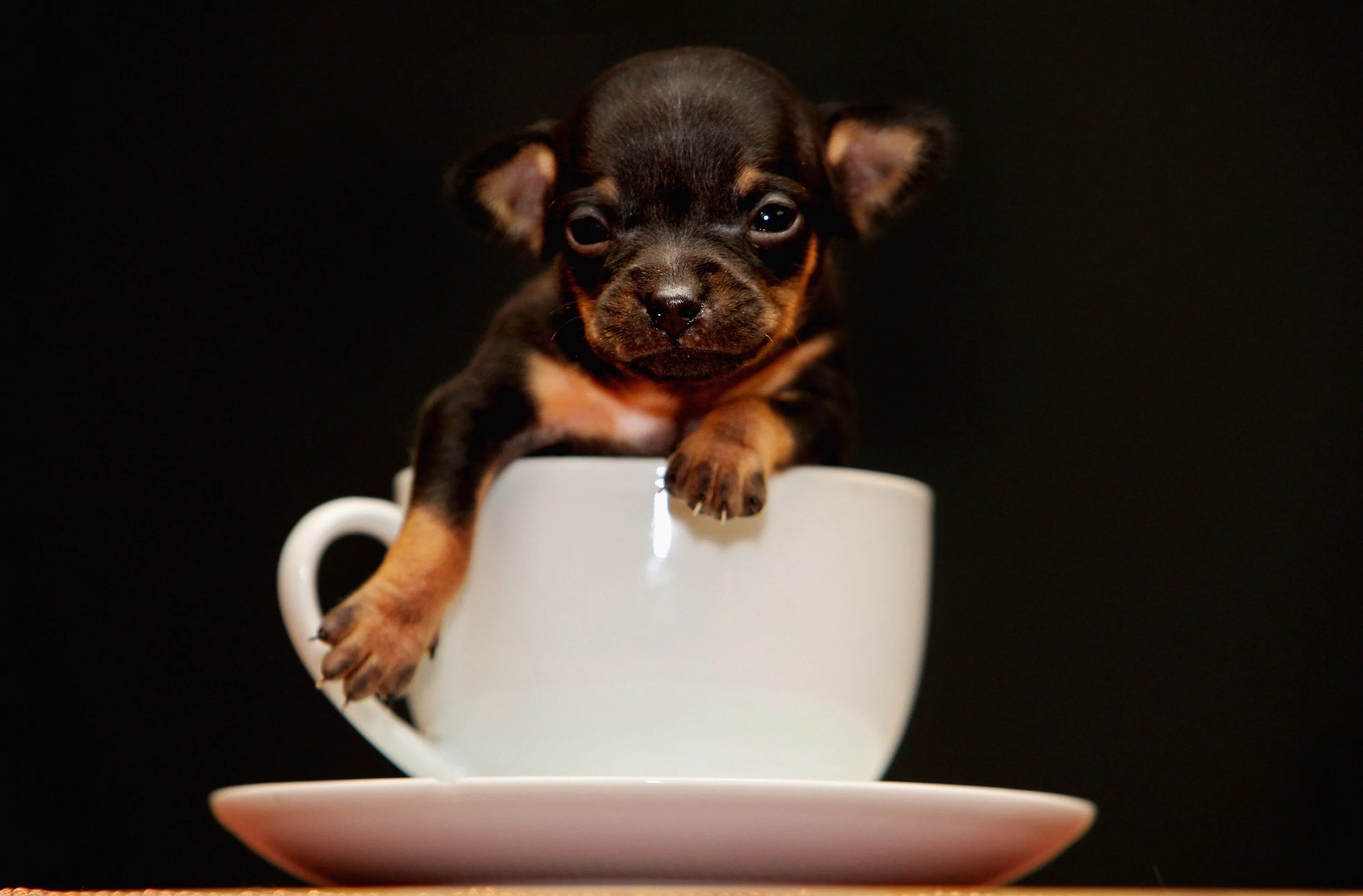 Dogs cup. Чихуахуа Teacup. Рюмочная чихуахуа. Маленькая собака. Маленькие миленькие собачки.