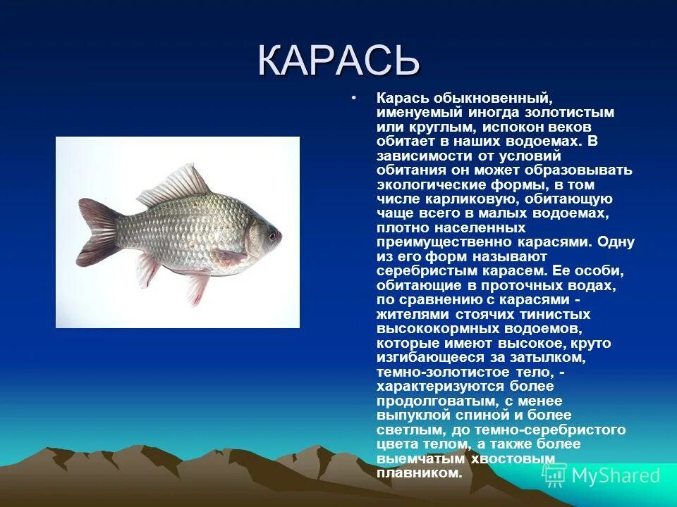 Как зовут рыб