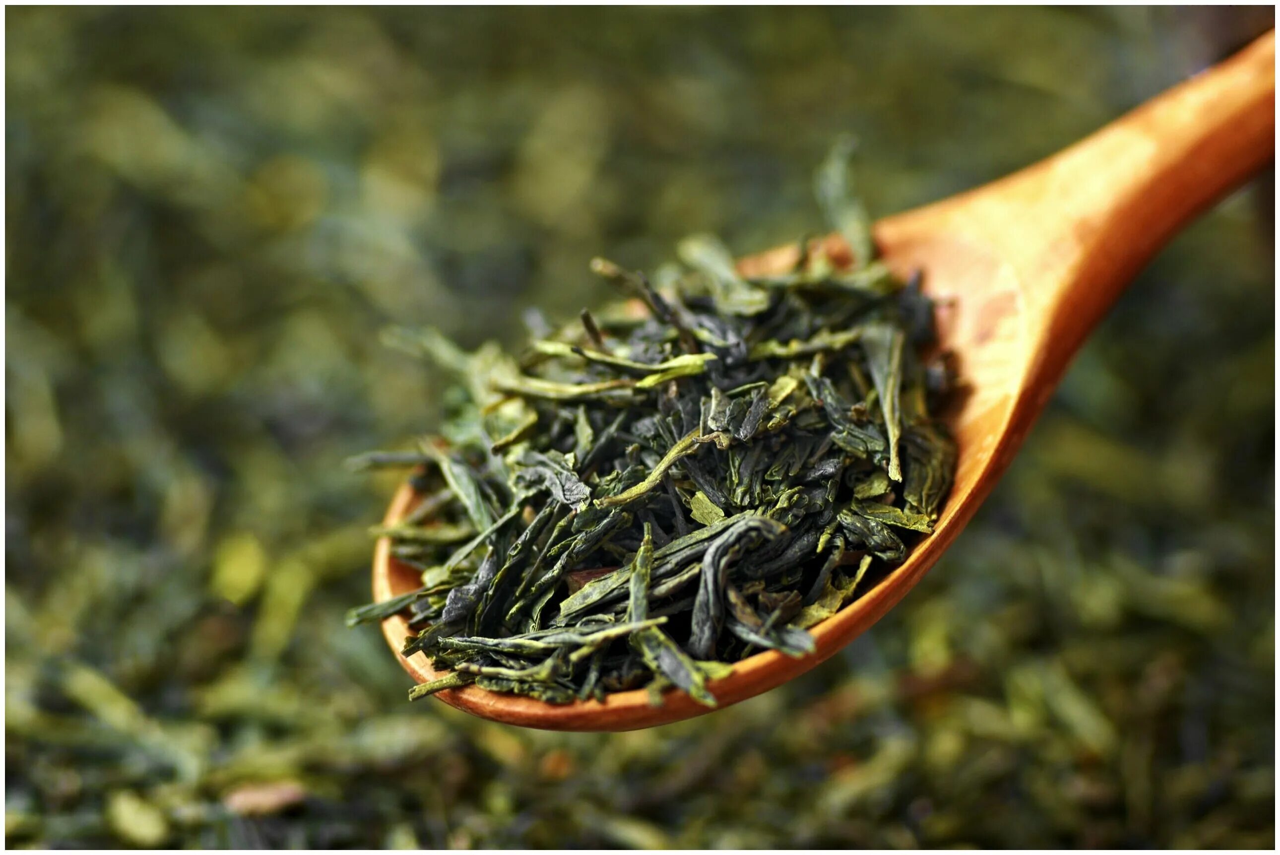 Листья чая купить. Чай зеленый "чай Великого императора". Мао Цзянь чай заварка. Зеленый чай Green Tea. Зеленый чай «китайская липа».