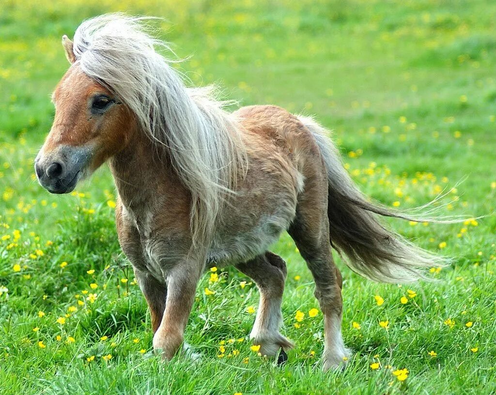 Mini pony. Пони Фалабелла. Жеребенок Фалабелла. Лошадка Фалабелла. Шетлендский пони.