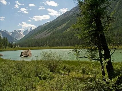Лес горного алтая