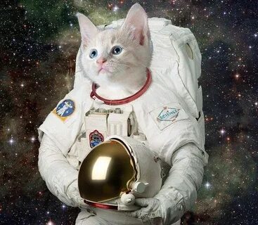 Кот космонавт