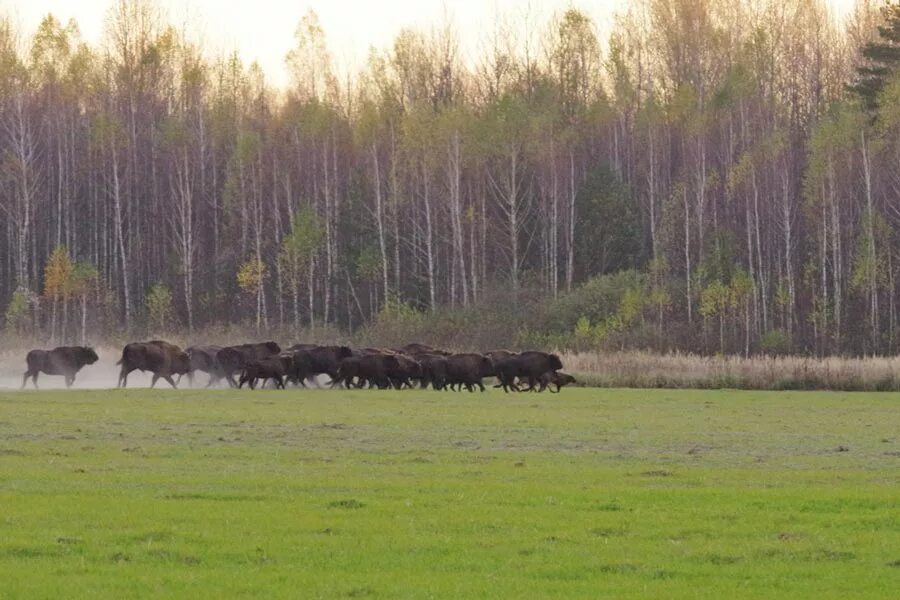 Национальный парк Орловское Полесье. Национальный парк Орловское Полесье ЗУБР. Зубры в Орловском Полесье. Орловское Полесье Бизон. Национальный парк орловское