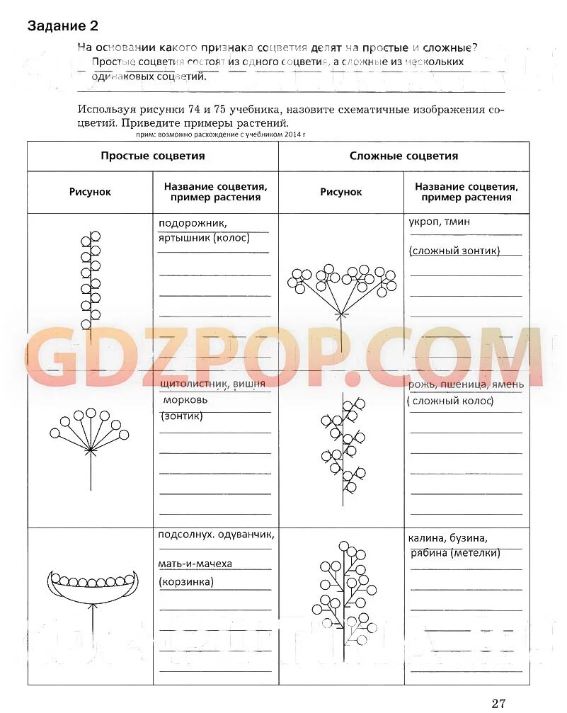 Биология 6 класс рабочая тетрадь соцветия. Биология 6 класс рабочая тетрадь соцветия. Биология 6 класс рабочая тетрадь соцветия. Биология 6 класс рабочая тетрадь соцветия. Таблица соцветия биология 6.