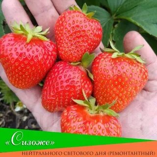 Клубника сизоже отзывы