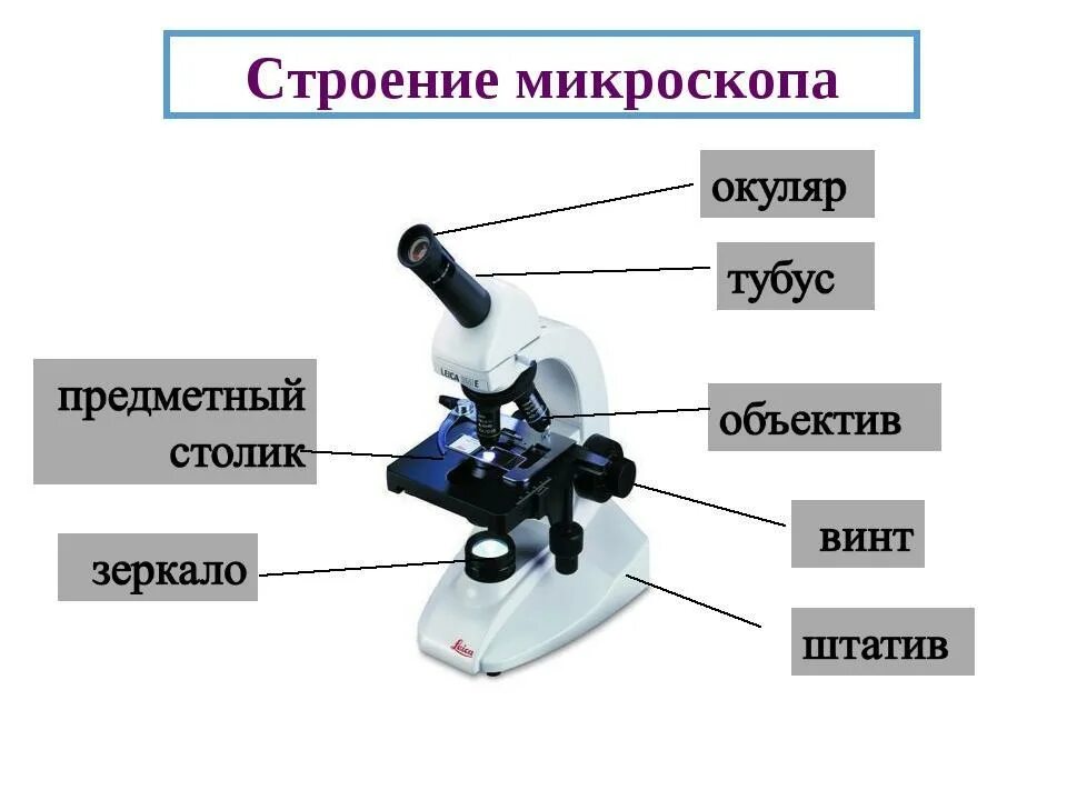 Каковы основные части. Световой микроскоп строение. Из чего состоит микроскоп схема. Из чего состоит микроскоп 5. Биология 5 кл строение микроскопа.