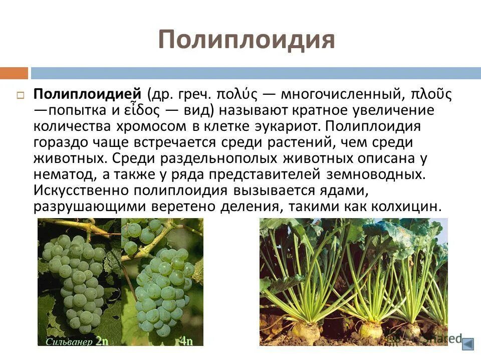 Полиплоиды это в селекции. Полиплоидные растения. Сорта растений полиплоидия. Полиплоидия в селекции. Полиплоидия является результатом