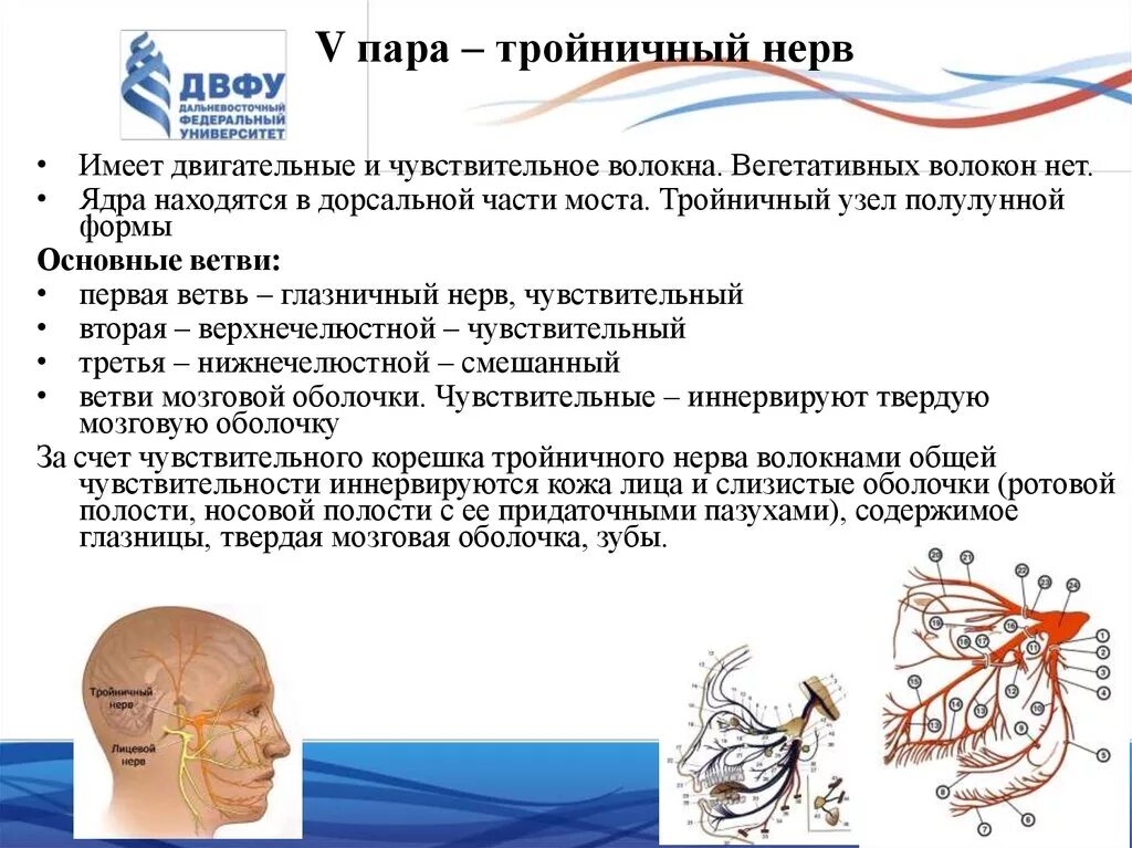 Тройничный нерв тест. Двигательная иннервация тройничного нерва. Тройничный нерв 5 пара имеет волокна. Тройничный нерв анатомия ядра. Что иннервирует тройничный нерв таблица.