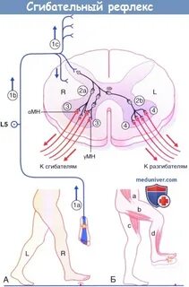 Осуществление рефлексов спинной мозг какая функция