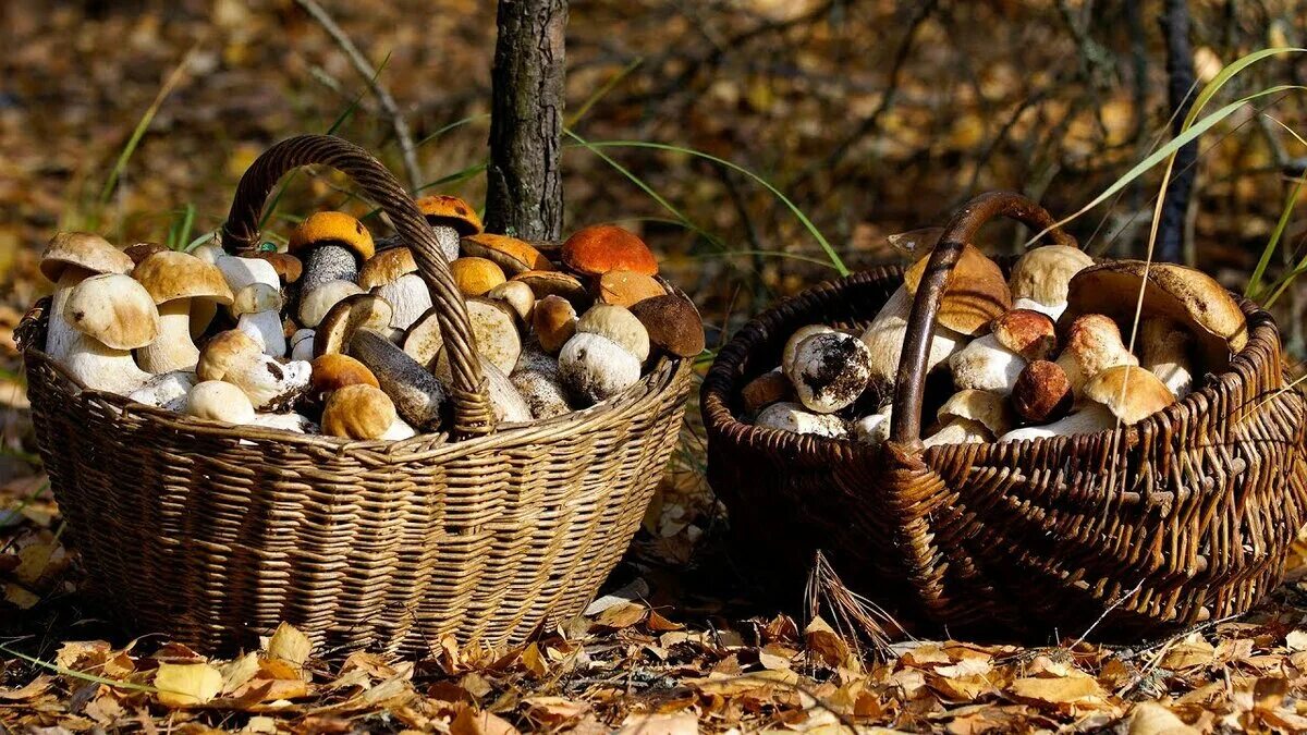 Корзина с грибами. Собранные грибы. Осень грибы в лукошке. Урожай грибов.