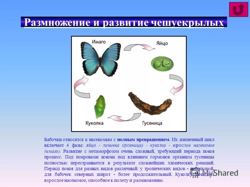 Цикл развития чешуекрылых. Отряд чешуекрылые насекомые Тип развития. Чешуекрылые бабочки Тип развития. Тип развития чешуекрылых бабочек схема. Стадии гусеница бабочка