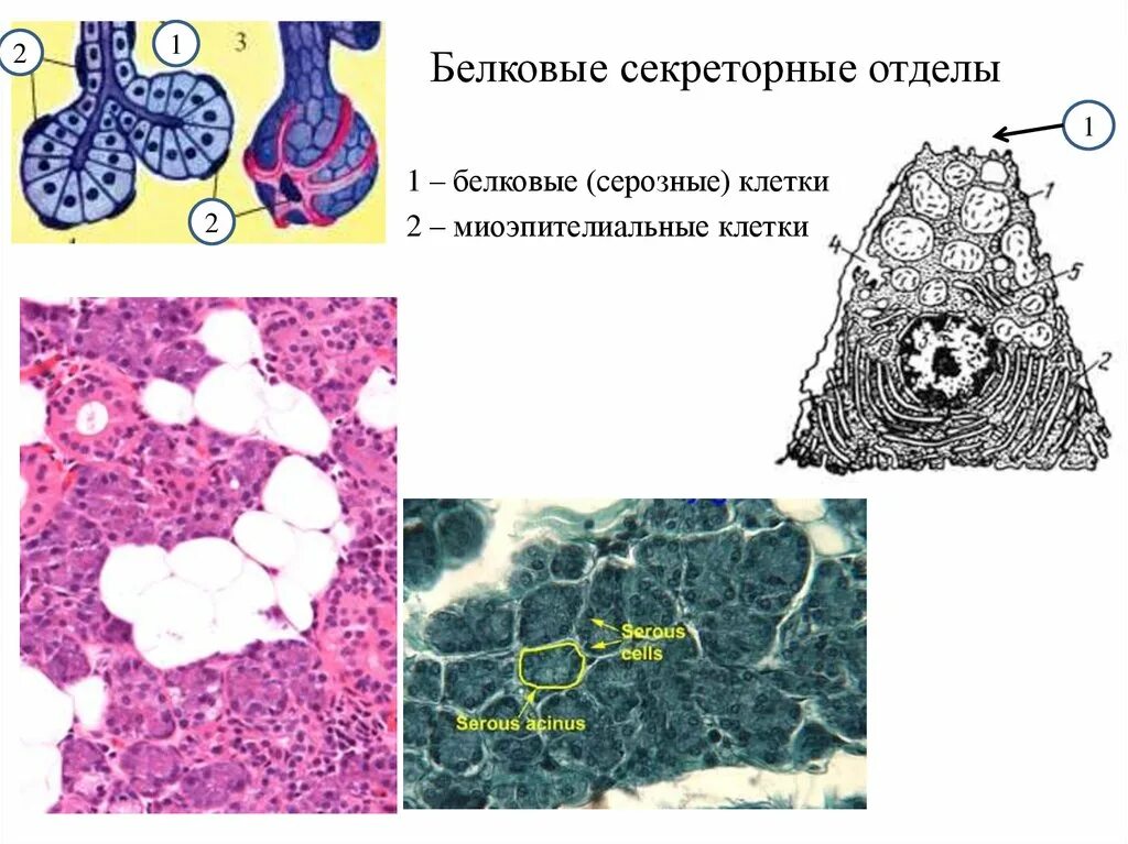 Секреторные б клетки. Белковые секреторные отделы слюнных желез. Секреторный отдел слюнной железы. Секреторные гранулы гистология. Секреторные отделы слюнных желез.