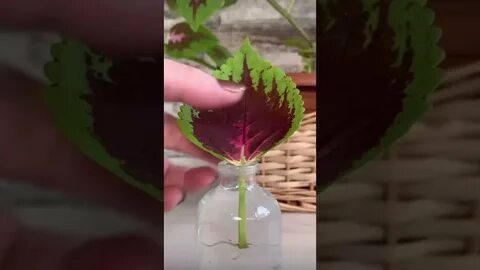 Для эксперимента взяли 3 укорененных черенка колеуса