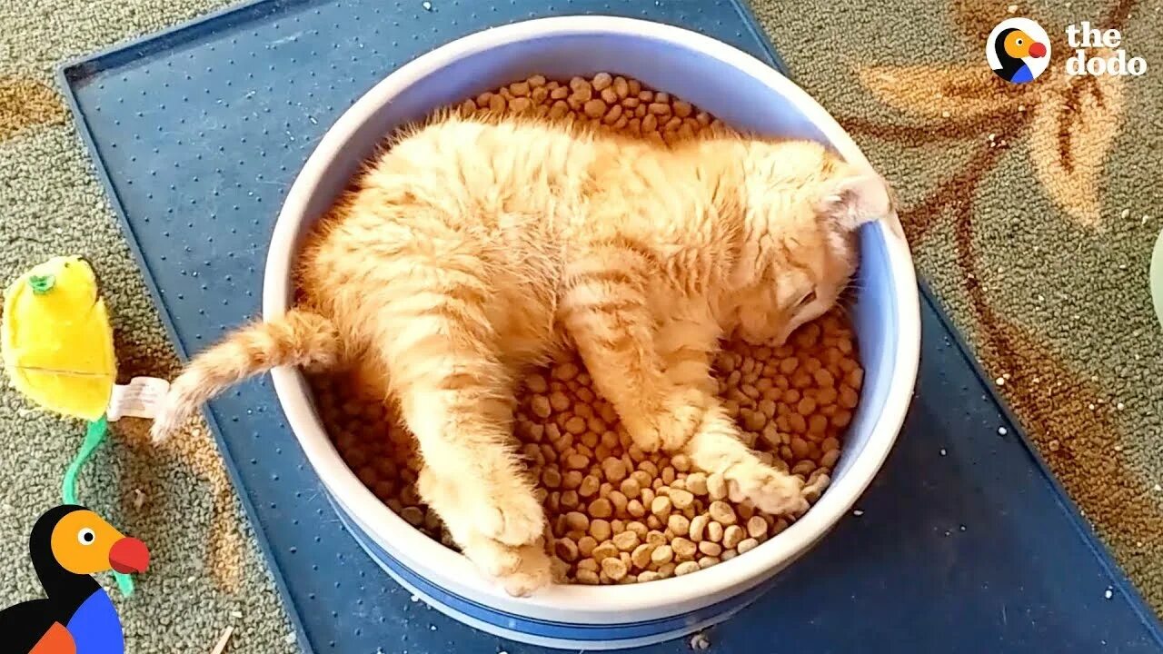 Коты едят гречку. Кот и мышка. Дворовые кошки. Смешные коты фото до слез. Кот ест из тарелки.