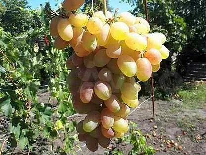 Авито виноградов