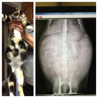 Почему у котенка вздутый живот