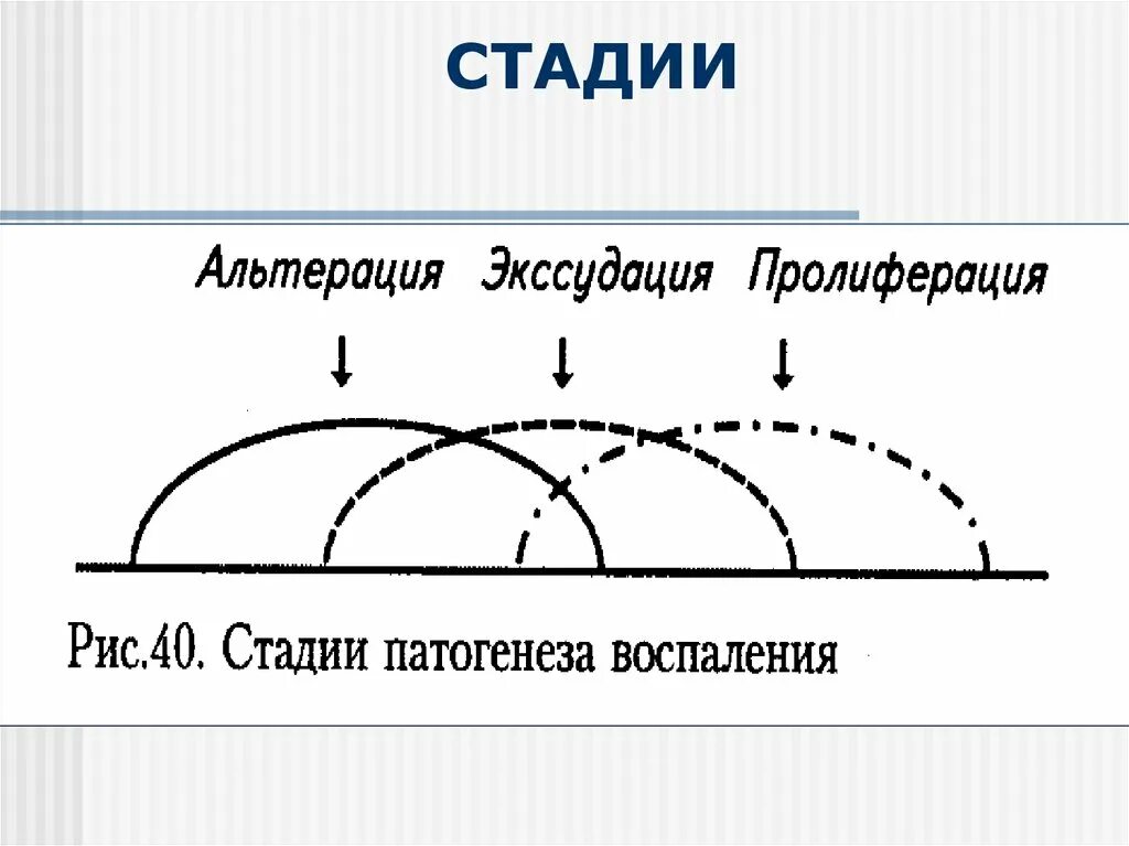 Этап или стадия 3. Фазы воспаления альтерация экссудация пролиферация. Воспаление альтерация экссудация пролиферация. Стадии воспаления альтерация. Фаза альтерации при воспалении.