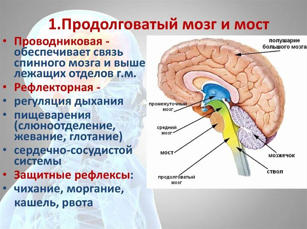 Мост структуры мозга. Продолговатый мозг. Продолговатый мозг строение и функции. Основные структуры продолговатого мозга. Продолговатый мозг строение.