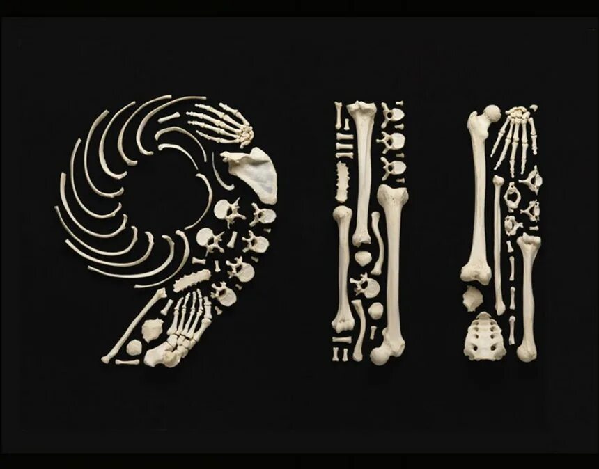 Bone art. Композиция из костей. Украшения из человеческих костей. Стилизованные кости. Буквы из костей.