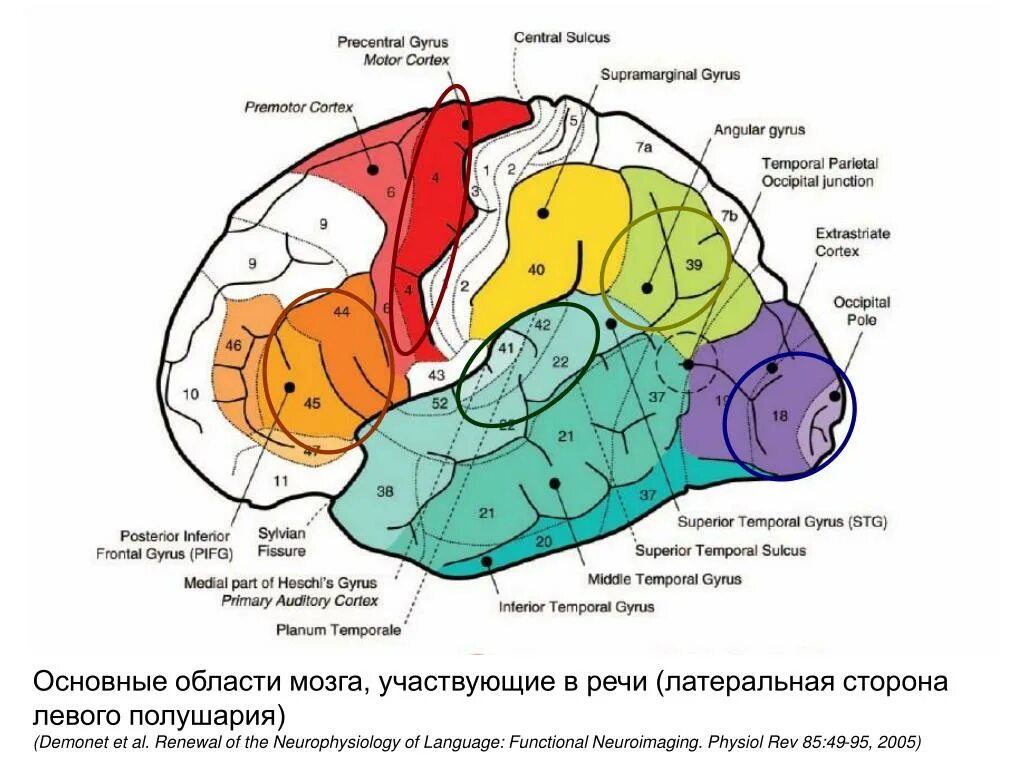 Области мозга. Центры головного мозга. Речевой центр в головном мозге. Зоны отвечающие за речь. 5 зон мозга