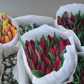 Заказ тюльпанов