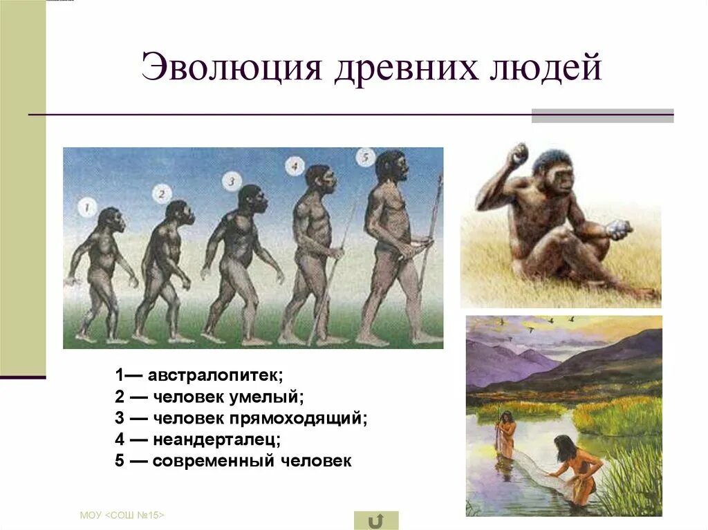 Название этапа эволюции. Эволюция современного человека. Эволюция древних людей. Этапы развития человека. Этапы развития древних людей.