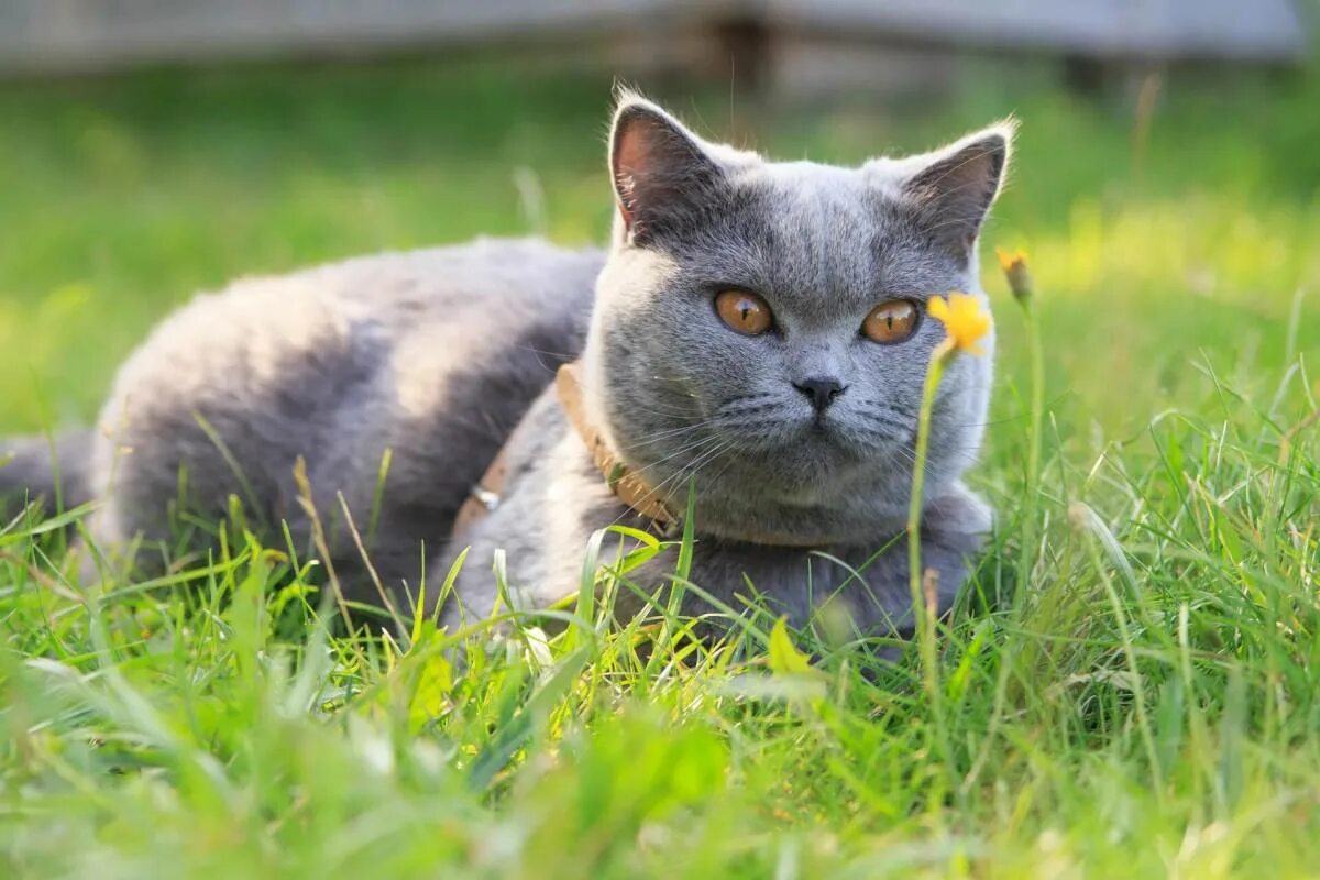 Кот породы барсик. Кот барсик. Кошка барсик. Порода барсик. Кот барсик гибрид.