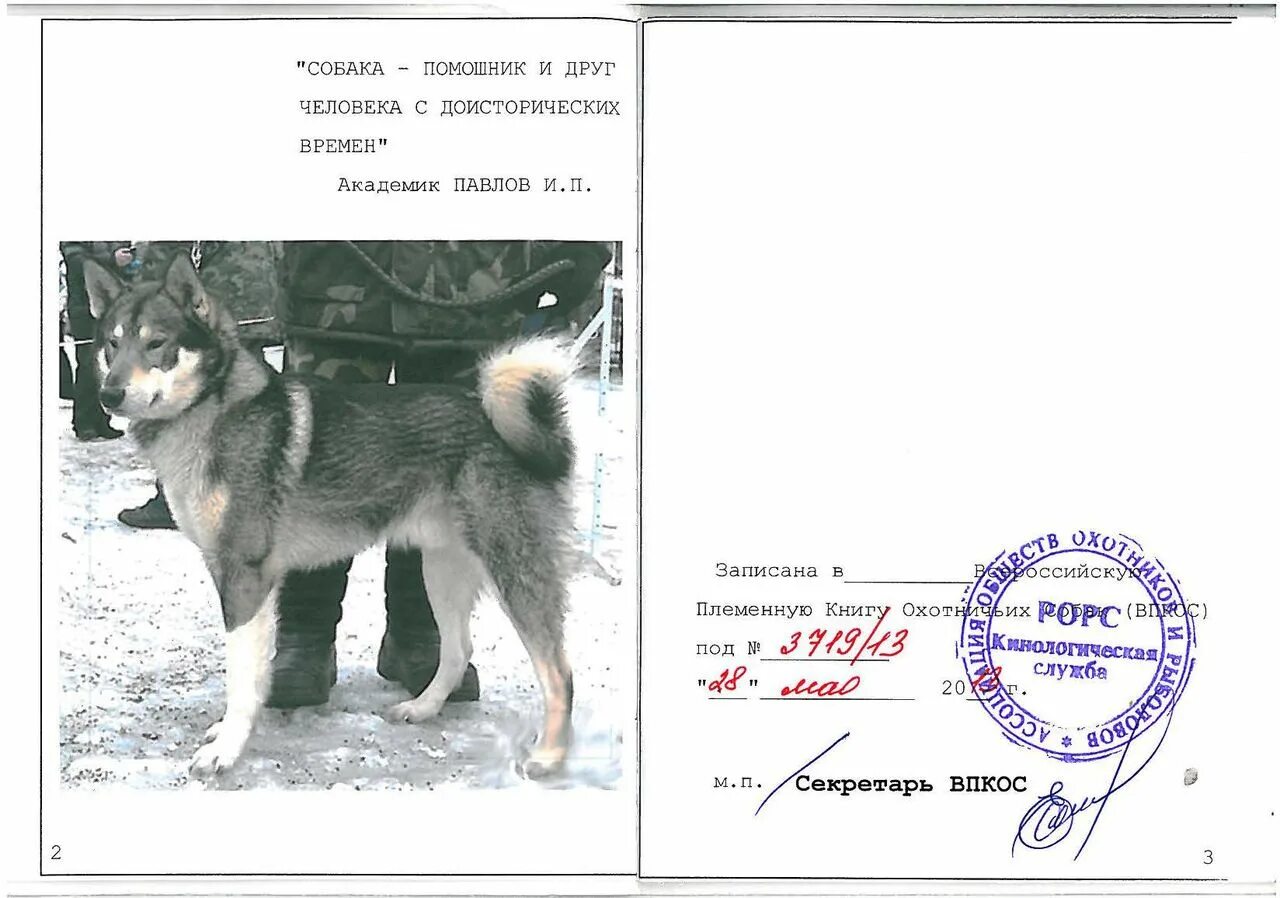 Сколько весит лайка