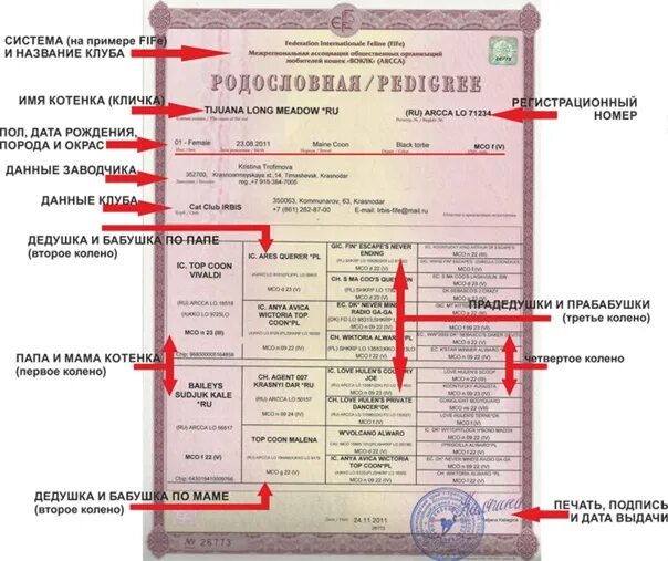 Анатолийская кошка: характер и внешность питомца, особенности ухода и содержания