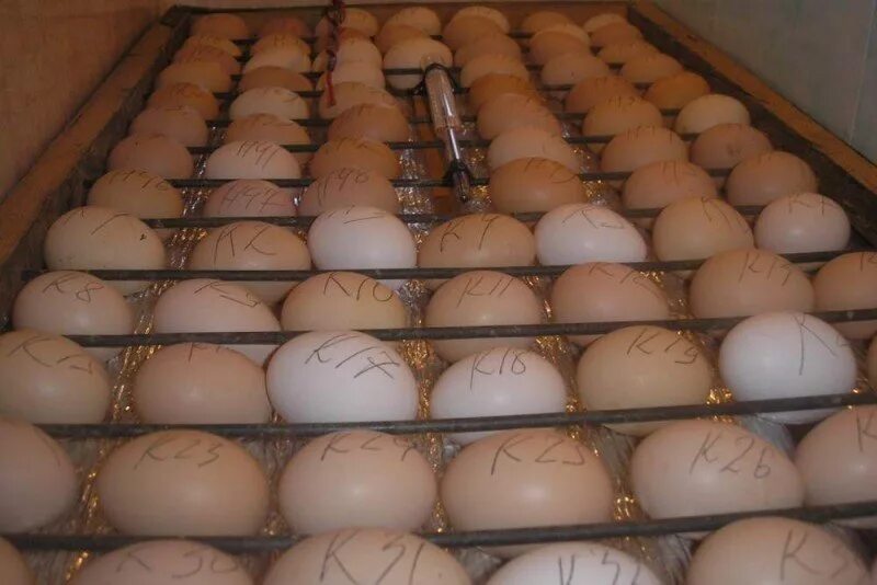 Сколько в день переворачивать яйца. Инкубатор "птичка 100ц". Яйца инкубационные переворот. Ручной переворот яиц в инкубаторе. Переворачивать яйца в инкубаторе.