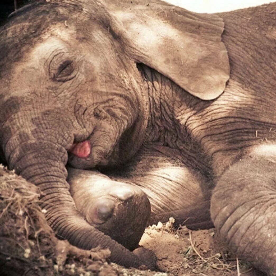 Где стоят слоны. Слоны спят. Спящий Слоник.