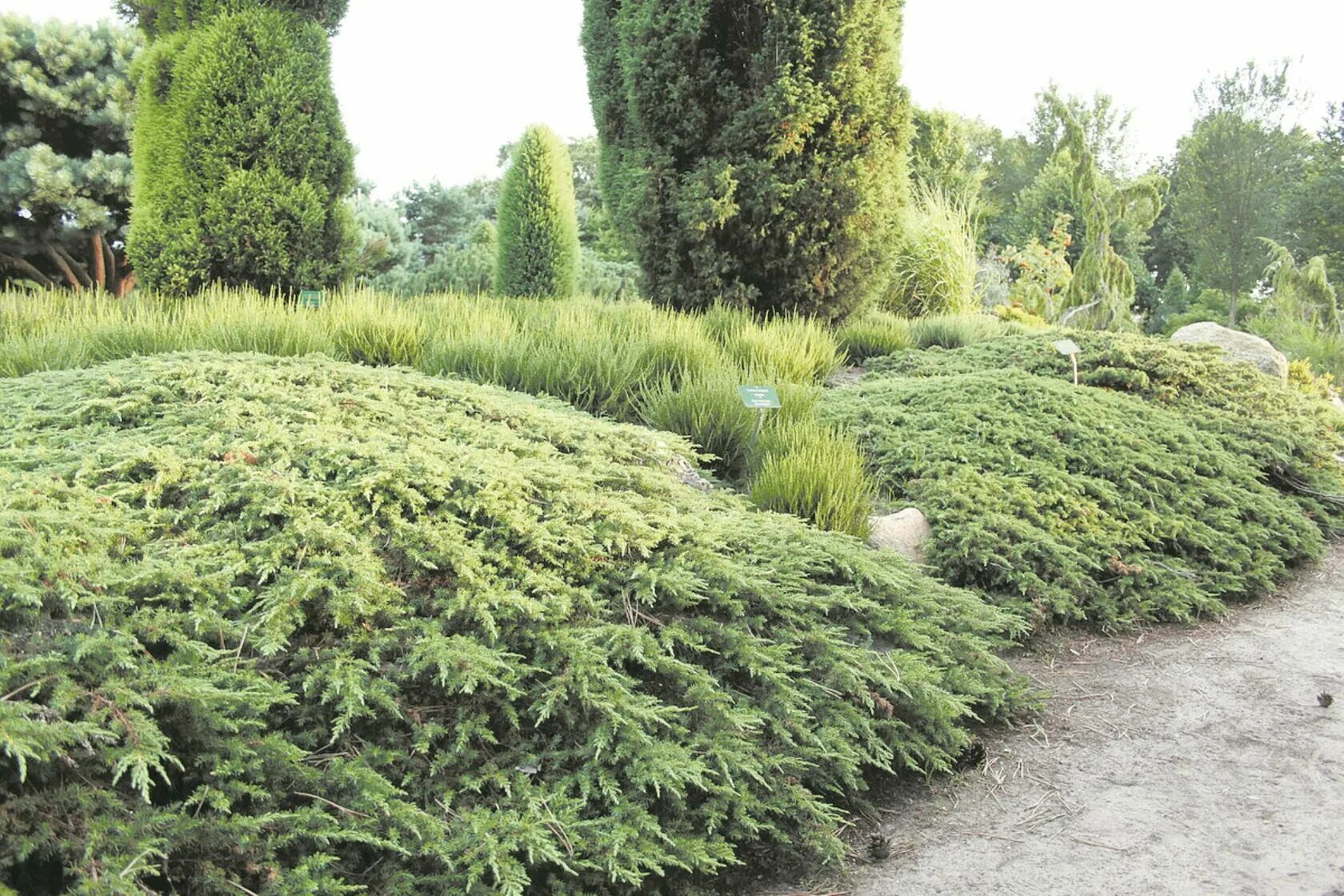 Можжевельник Грин карпет. Можжевельник обыкновенный Green Carpet. Можжевельник коммунис Грин карпет. Туя Грин карпет.